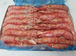 Wild red cold water shrimp (PLEOTICUS MUELLERI)